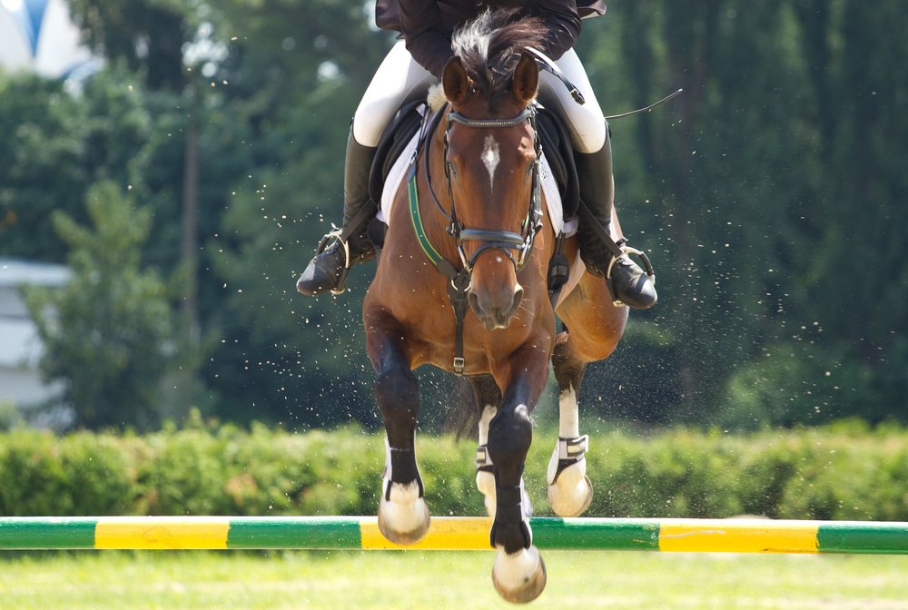 leasing e comproprieta cavallo sportivo come strutturare accordo